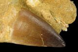 Mosasaur (Prognathodon) Tooth In Rock - Morocco #154888-1
